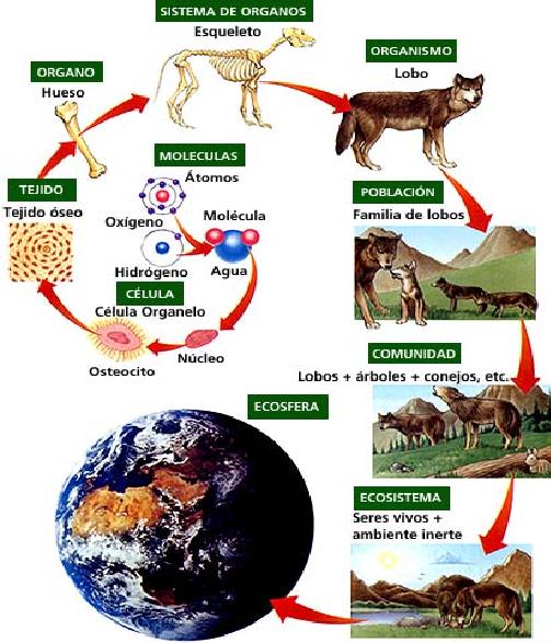 Diversidad y organización geográfica de los ecosistemas Diversidad y organización geográfica de los ecosistemas