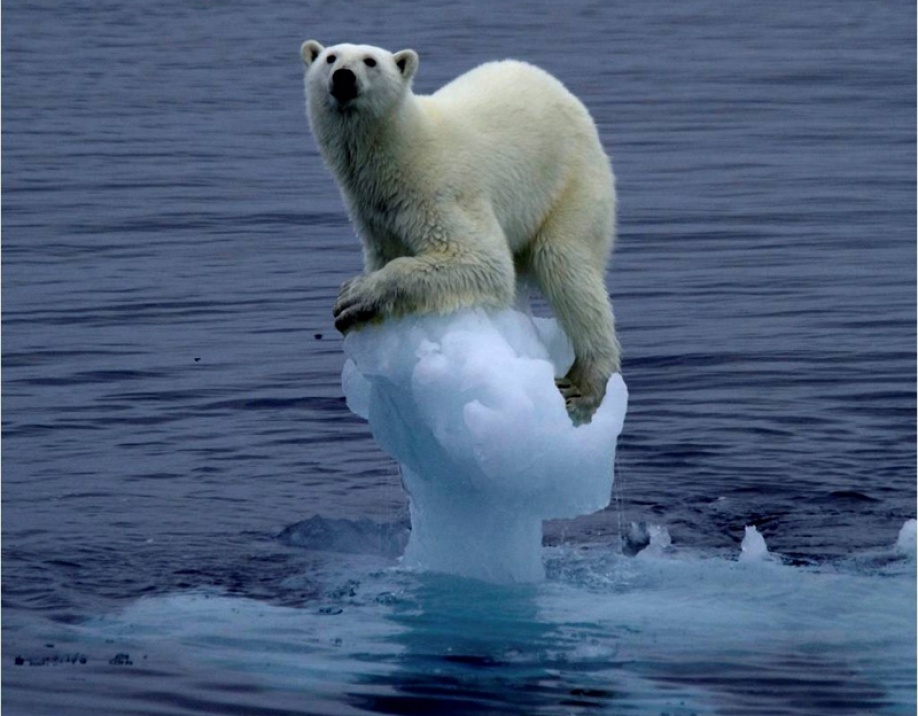 El oso polar y el cambio climático