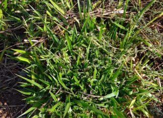 La energía de biomasa y su contribución al desarrollo rural sostenible La energía de biomasa y su contribución al desarrollo rural sostenible