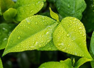 La energía hidroeléctrica y su papel en la conservación de ecosistemas acuáticos La energía hidroeléctrica y su papel en la conservación de ecosistemas acuáticos