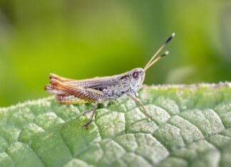 La energía de biomasa y su uso en la producción de biogás La energía de biomasa y su uso en la producción de biogás