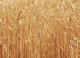 La energía de biomasa y su uso en comunidades rurales aisladas La energía de biomasa y su uso en comunidades rurales aisladas