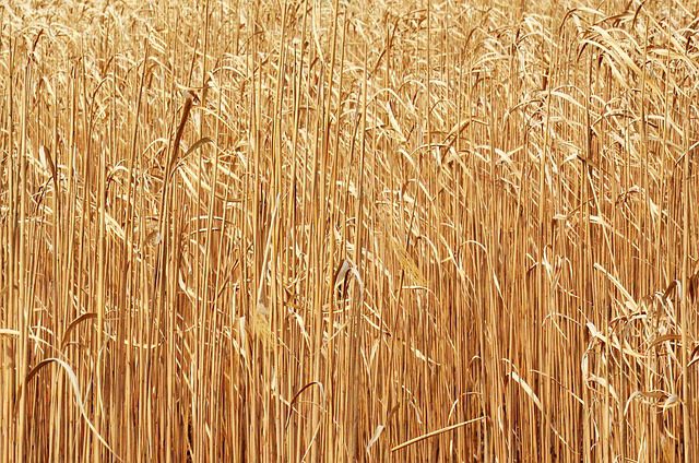 La energía de biomasa y su uso en comunidades rurales aisladas