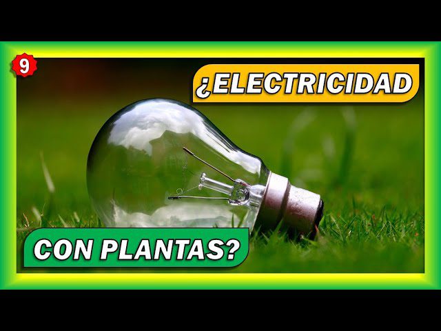 Desventajas de la Energía Renovable Biomasa: Lo que Debes Saber Antes de Invertir